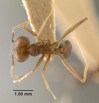 Media type: image;   Entomology 20768 Aspect: habitus dorsal view